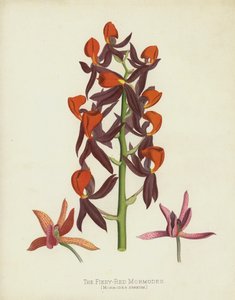 Den vilde røde Mormodes, Mormodes Igneum af English School